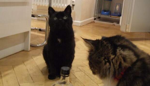 My cat is sad 