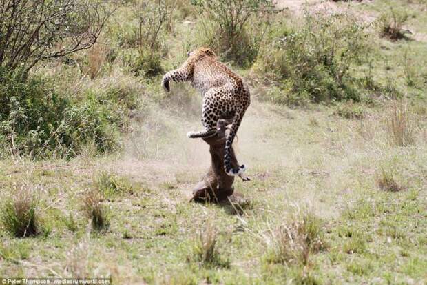 Леопард против бородавочника - прыжок смерти бородавочник, животные, леопард, охота, рыжок