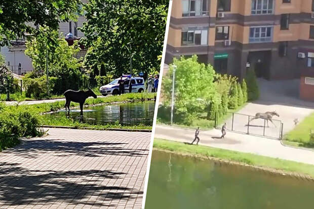 Жительница Москвы заявила, что лось, купавшийся в пруду, до этого пытался зайти в школу