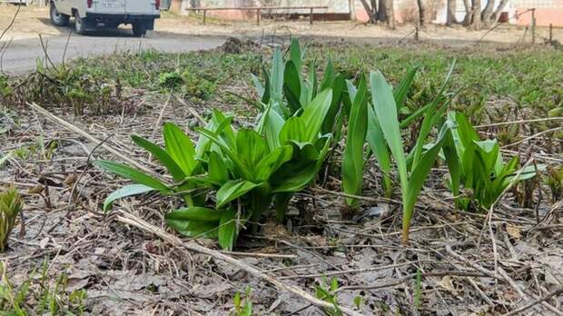 До +20 градусов. Какая погода ждет Алтайский край 6 апреля