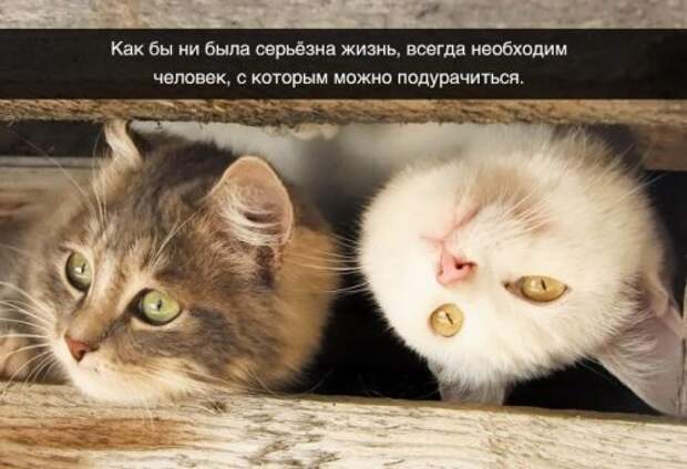 Житейская мудрость в прикольных картинках (23 фото)