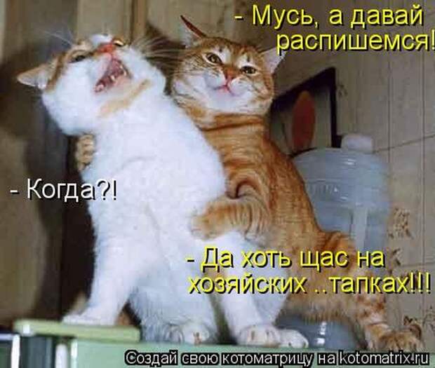Мысли вслух :) 23 пушистые мыслишки