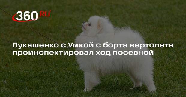 Лукашенко с Умкой с борта вертолета проинспектировал ход посевной