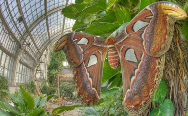 Фото достопримечательностей Вены: Это не чучело, огромная бабочка вида Atlas Falter действительно живая