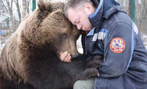 Медведь приходил к людям дважды, а потом решил остаться у них жить