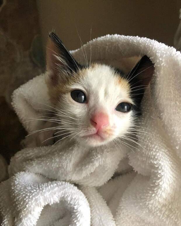 Котенок грустит Котенок в полотенце