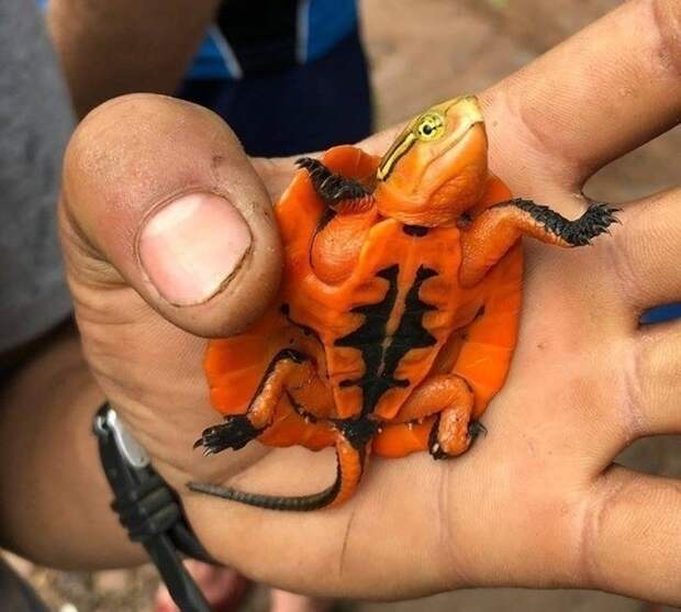 12. Это реально существующая оранжевая черепашка, найденная во Вьетнаме в мире, животные, мир, природа, удивительно, фото