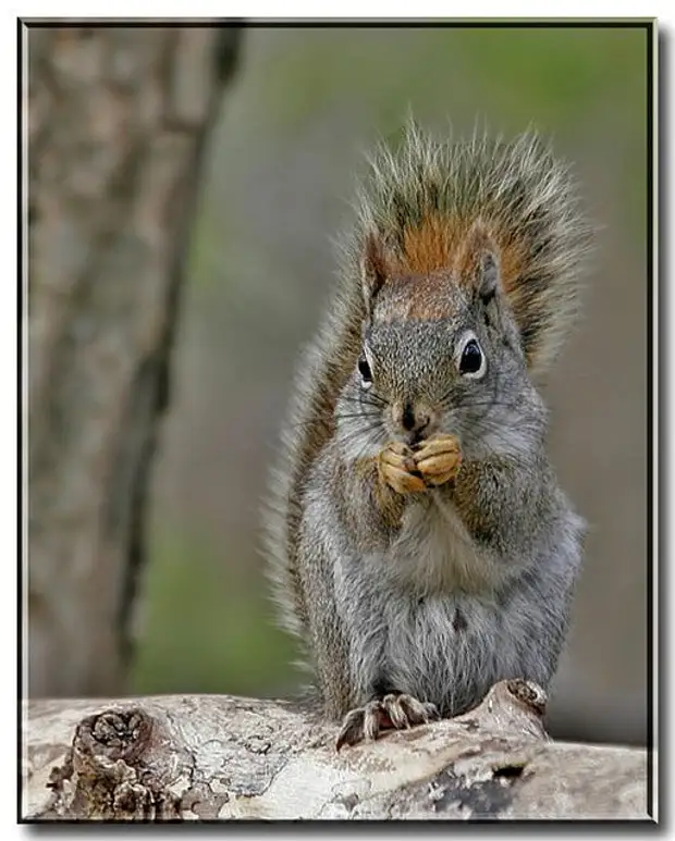 Спортивная белка. Спортивные белки. Купер животное.