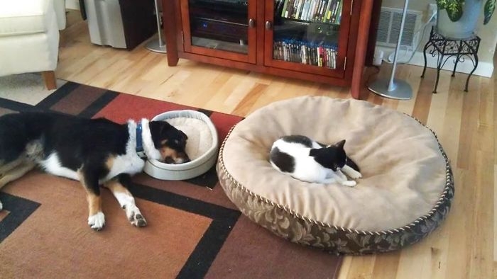 коты засранцы, коты которые делают смешные вещи, смешные коты 
