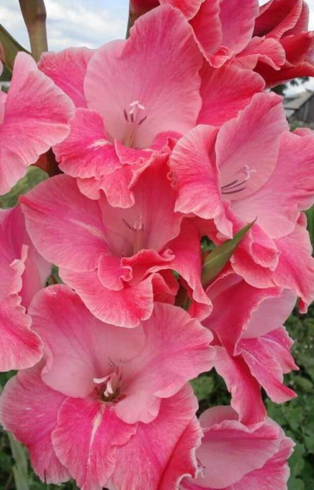 Гладиолус - цветок гладиаторов
