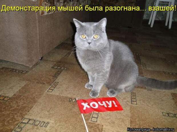 Котоматрицы(картинки с надписями)