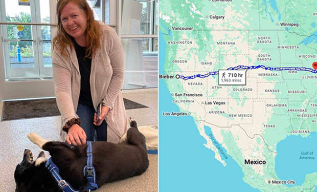 собаки и собачники