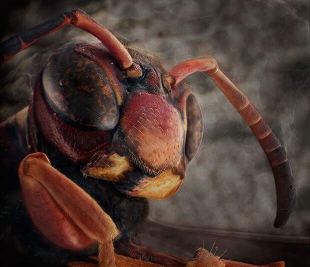 Удивительные портреты знакомых вам насекомых