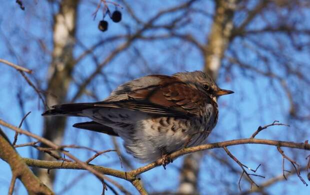 Дрозды-рябинники облюбовали Полежаевский парк