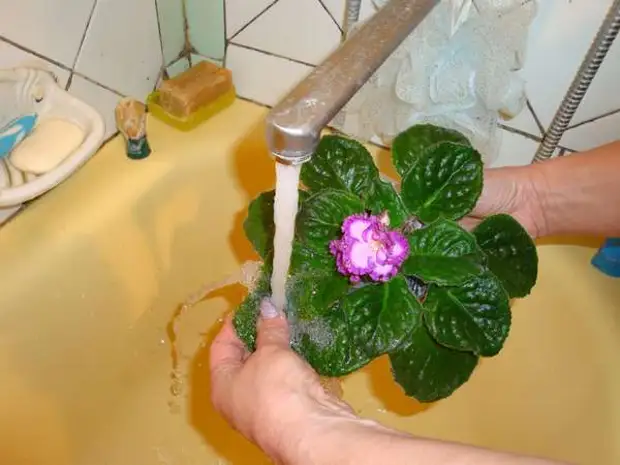 Омоложение фиалки. Можно ли мыть цветы. Какие цветы нужно мыть под душем. Опрыскивание комнатных растений. Водные комнатные растения.
