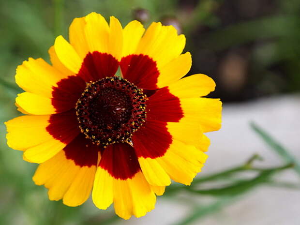Кореопсис (Coreopsis)