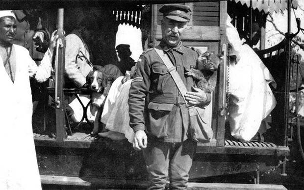 Животные в годы Первой Мировой войны война, животные