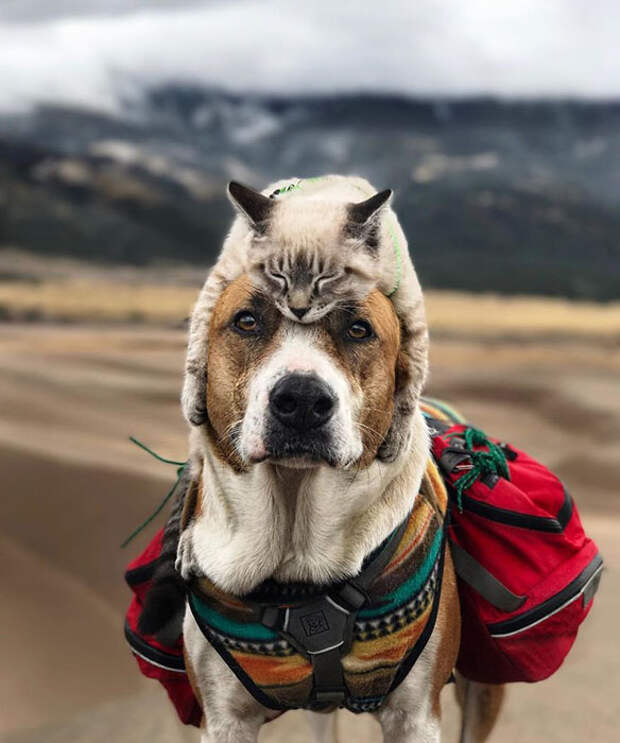 Фотографии кота и собаки, которые путешествуют по самым красивым местам Планеты