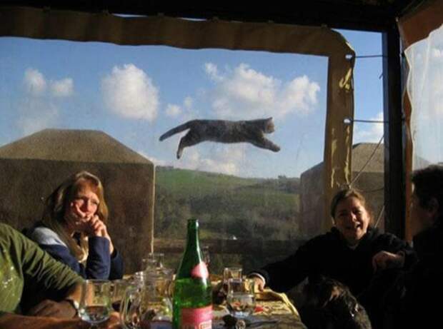 Animal Photobombs