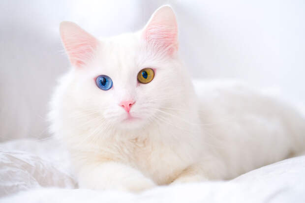 В России за два года стало на 25% больше салонов по уходу за животными