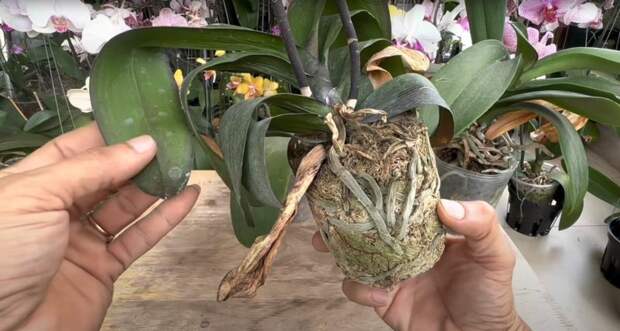 Как помочь загнившим орхидеям