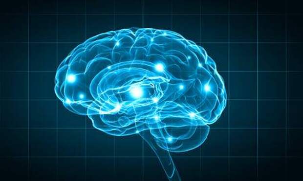 Concept of human intelligence with human brain on blue background Ð¤Ð¾ÑÐ¾ ÑÐ¾ ÑÑÐ¾ÐºÐ° - 44957814