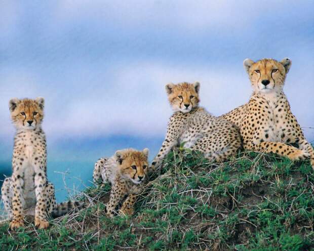 https://ayay.co.uk/backgrounds/animals/cheetahs/Wildlife-Cheetah.jpg