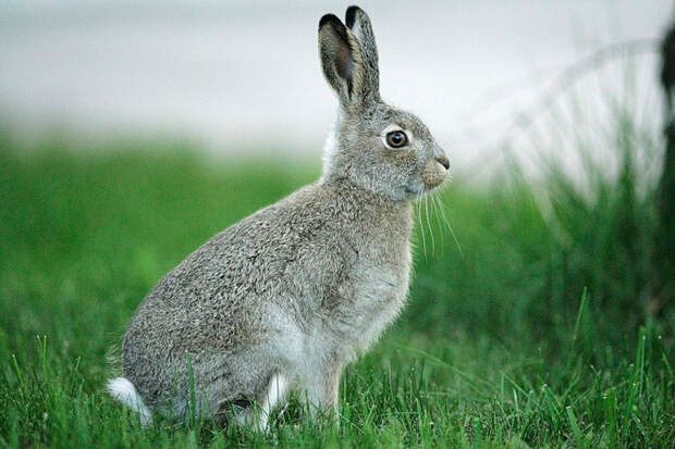 http://www.animalsglobe.ru/wp-content/uploads/2011/10/krolik.jpg