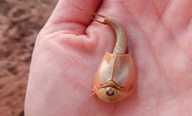 Ученые нашли в пустынном озере существ, живших 500 миллионов лет назад. Они с тех пор не изменились