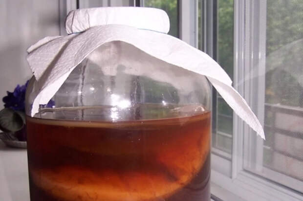 Врач Мясников пристыдил гостью передачи из-за чайного гриба