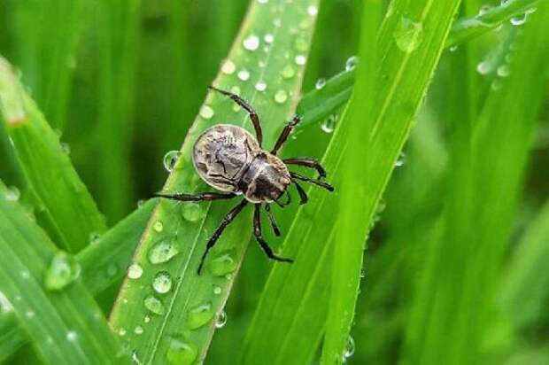 За неделю от укусов клещей пострадали 94 жителя Тамбовской области
