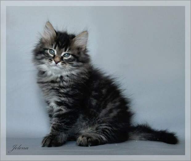Сибирский котенок (баян из США)