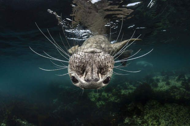 Победители фотоконкурса Underwater Photographer of the Year 2019