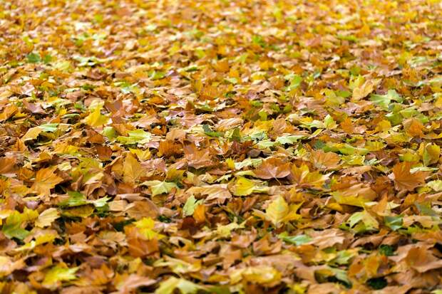 Фото: pixabay.com