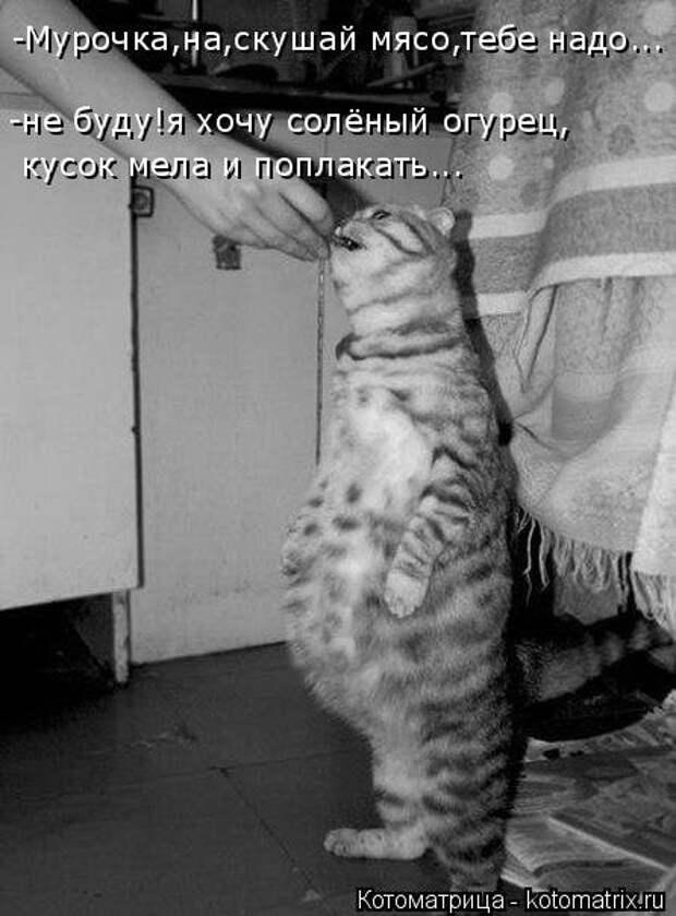 Новая котоматрица (30 фото)