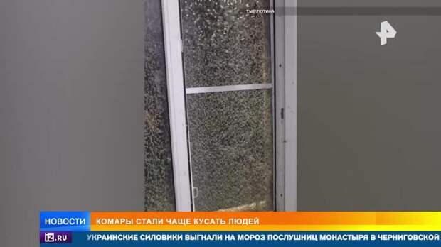 Объявили войну людям: комары перешли на диету из человеческой крови