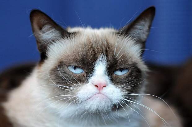 grumpy cat ( кот-мэм).jpg