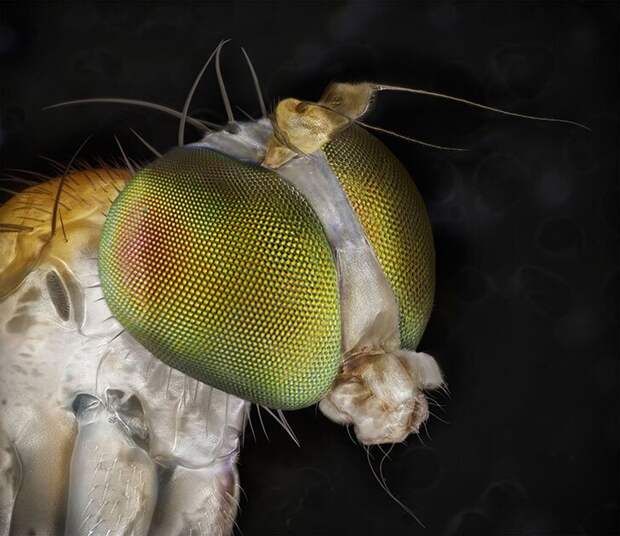 Удивительные портреты знакомых вам насекомых