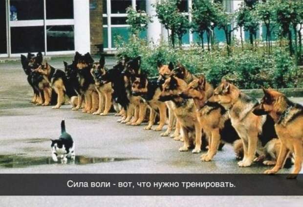 Житейская мудрость в прикольных картинках (23 фото)
