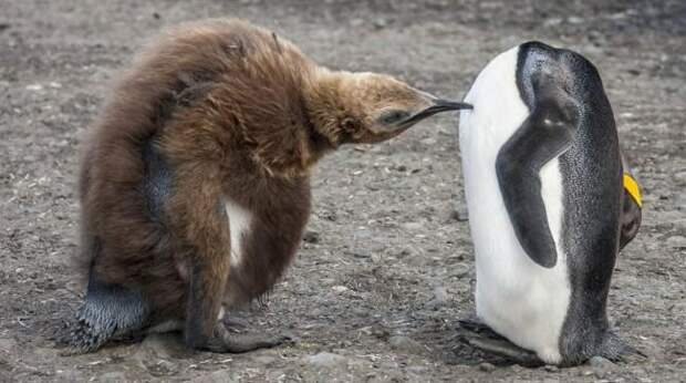 14 самых смешных фото пингвинов в мире — победители Comedy Wildlife Photo Awards и Wildlife Photographer of the Year за всю историю конкурсов