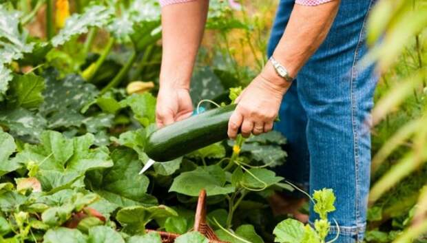 Советы врача: как работать в саду с пользой для здоровья