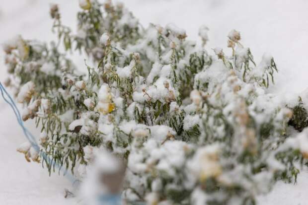 Июньский снег выпал в одном из районов Приморского края