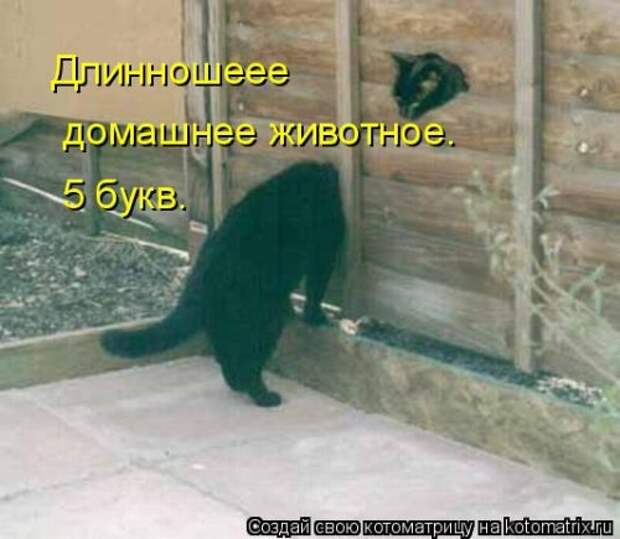 Лучшая котоматрица недели