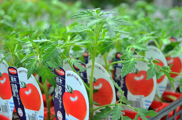 Антистресс для томатов перед высадкой в грунт. Любая рассада легко приживется и моментально тронется в рост!