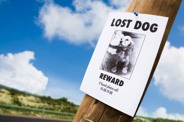 Your Pet Goes Missing