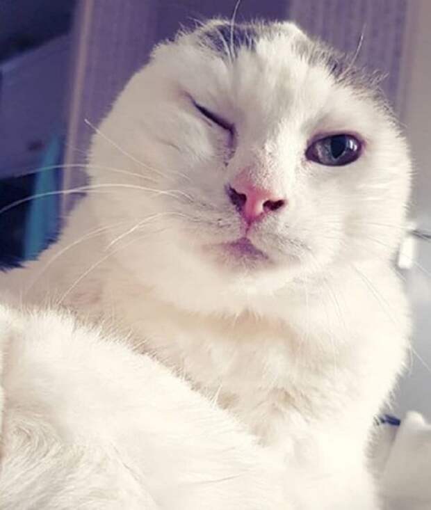 Кошка в доме Кошка с закрытым глазом