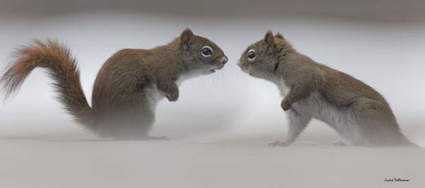 Фотография забавная жизнь белок Andre Villeneuve Фотография забавная жизнь белок Andre Villeneuve