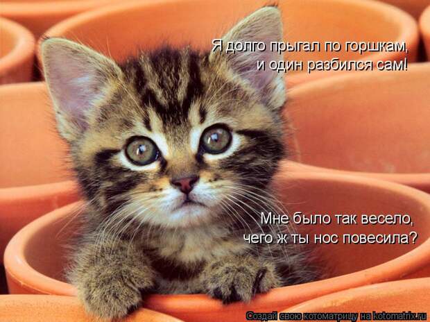 Котоматрица: Я долго прыгал по горшкам, и один разбился сам! Мне было так весело, чего ж ты нос повесила?