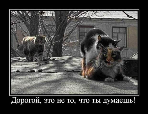 Позитивные и веселые демотиваторы для улыбки (11 фото)