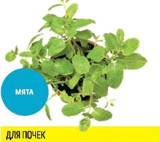 Какую зелень можно выращивать круглый год на подоконнике, чтобы быть здоровым